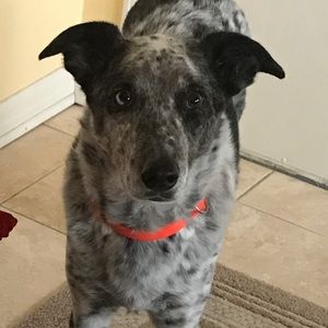 Meet your Posher, Heidi